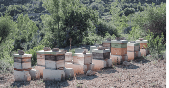 degustar-miel-de-verano-una-experiencia-de-lujo-en-serra-de-tramuntana