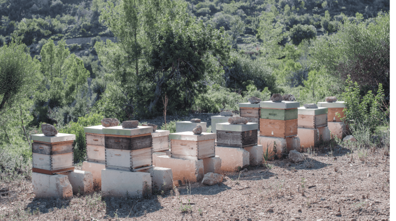 degustar-miel-de-verano-una-experiencia-de-lujo-en-serra-de-tramuntana