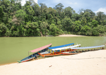 el-animal-que-no-deja-ver-sus-rayas-taman-negara-casa-del-tigre-malayo