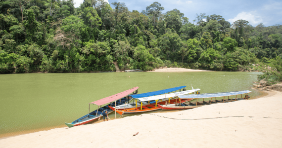 el-animal-que-no-deja-ver-sus-rayas-taman-negara-casa-del-tigre-malayo