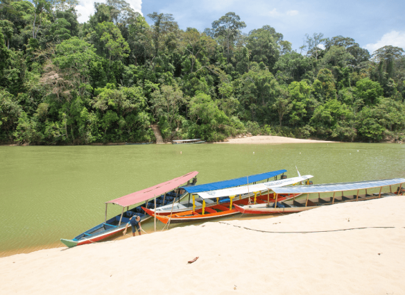 el-animal-que-no-deja-ver-sus-rayas-taman-negara-casa-del-tigre-malayo