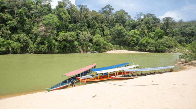 el-animal-que-no-deja-ver-sus-rayas-taman-negara-casa-del-tigre-malayo