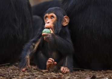 El consumo de alcohol es frecuente entre varios animales