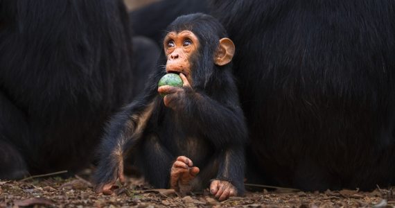 El consumo de alcohol es frecuente entre varios animales