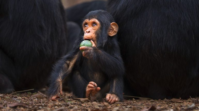 El consumo de alcohol es frecuente entre varios animales