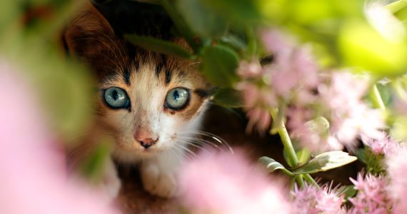 los gatos caben en todos lados