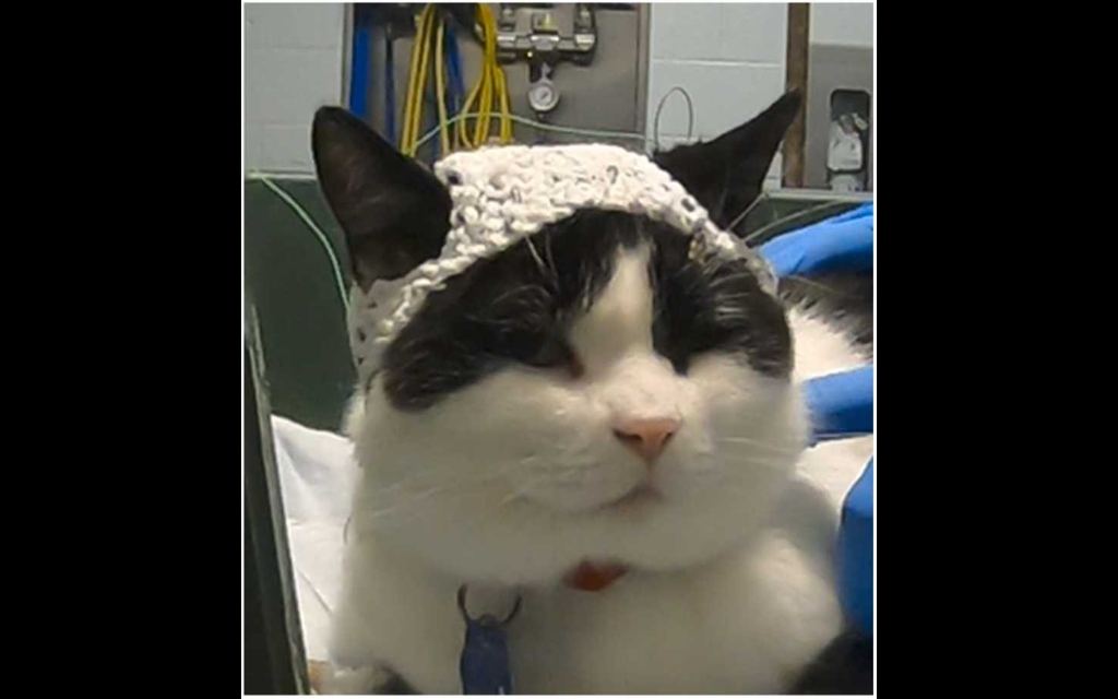 Estos gorros de estambre pueden medir la actividad cerebral de los gatos