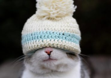 Científicos usan gorros de estambre para medir la actividad cerebral de los gatos