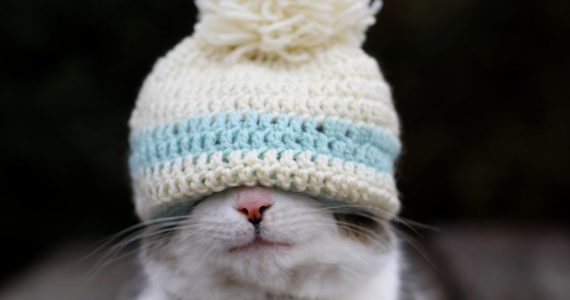 Científicos usan gorros de estambre para medir la actividad cerebral de los gatos