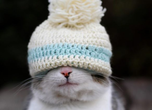 Científicos usan gorros de estambre para medir la actividad cerebral de los gatos