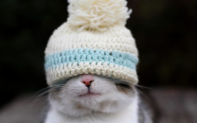 Científicos usan gorros de estambre para medir la actividad cerebral de los gatos