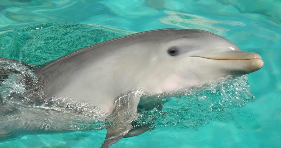 sonrisa de los delfines