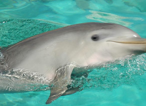 sonrisa de los delfines