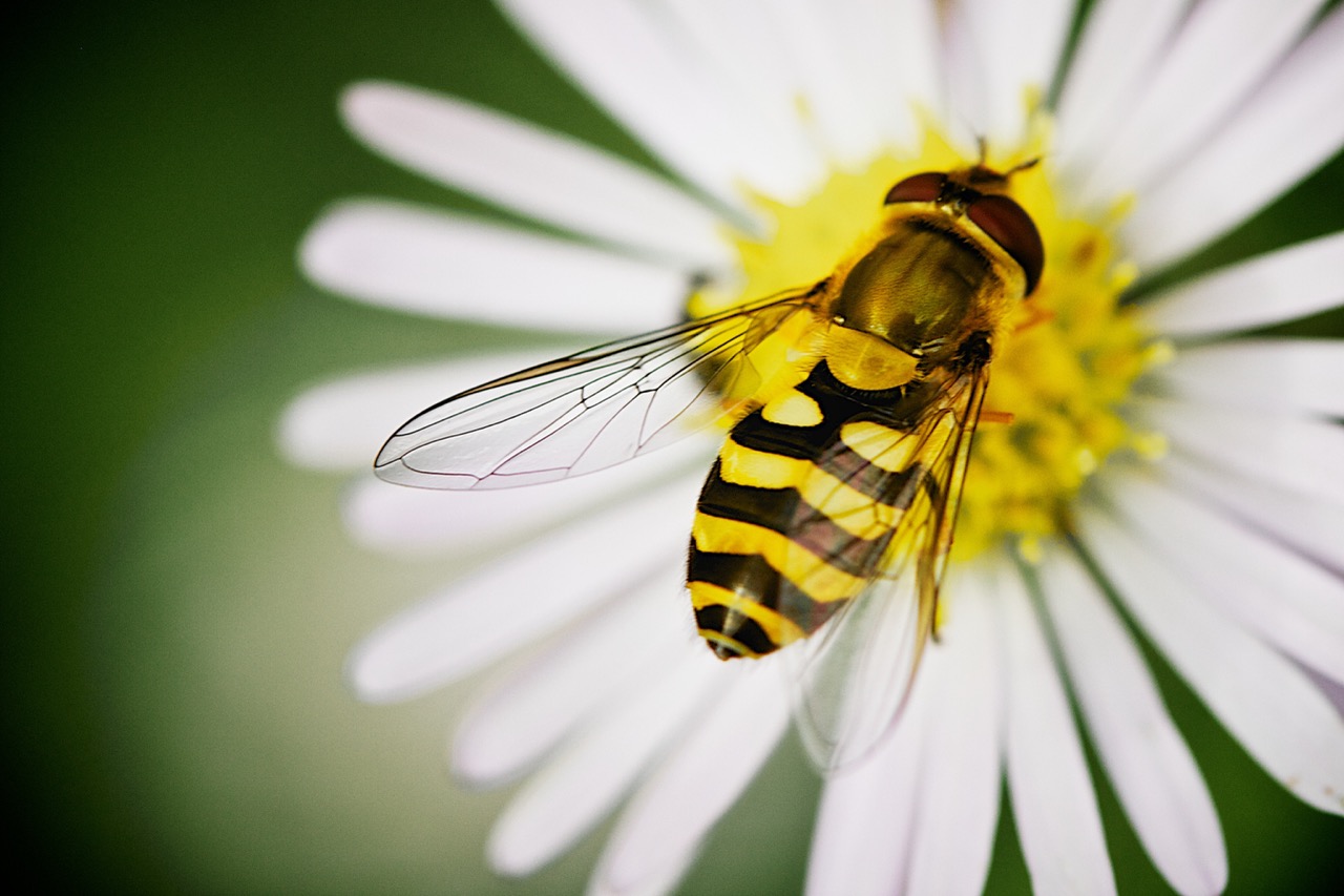 las-moscas-de-las-flores-avispas-o-abejas