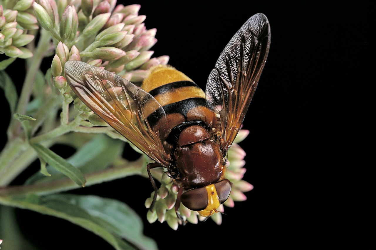 las-moscas-de-las-flores-son-avispas-o-abejas