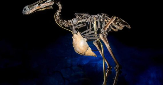 Los humanos han causado la extinción de más de 600 especies de aves