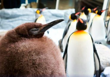 Pesto, el bebé pingüino de 23 kilos que ya es más grande que sus padres