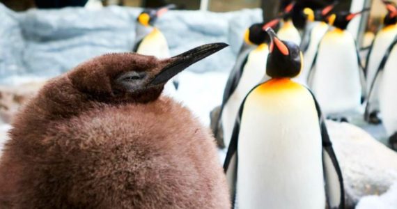 Pesto, el bebé pingüino de 23 kilos que ya es más grande que sus padres