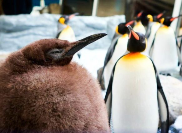 Pesto, el bebé pingüino de 23 kilos que ya es más grande que sus padres