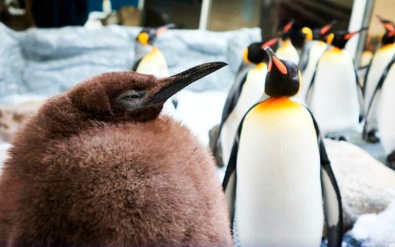 Pesto, el bebé pingüino de 23 kilos que ya es más grande que sus padres