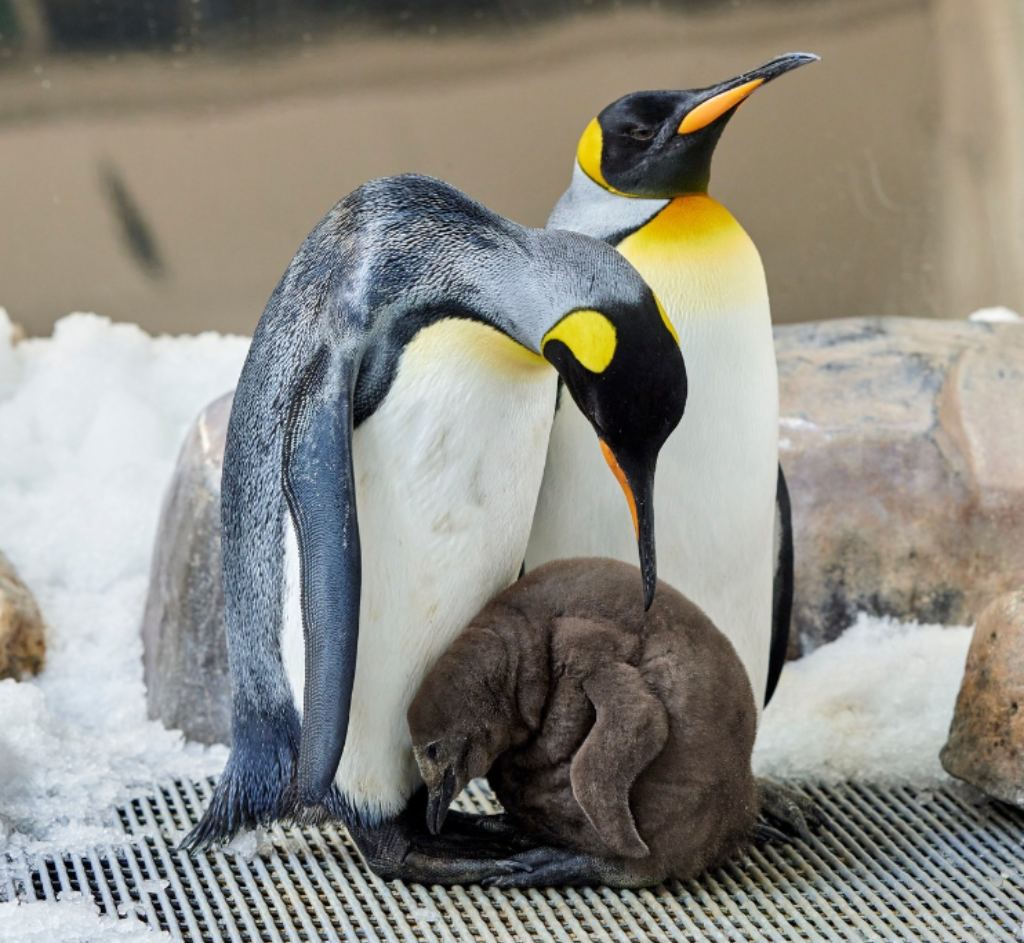 Pesto es un bebé pingüino gigante que no ha dejado de crecer