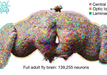 mapa de neuronas