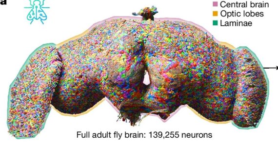 mapa de neuronas