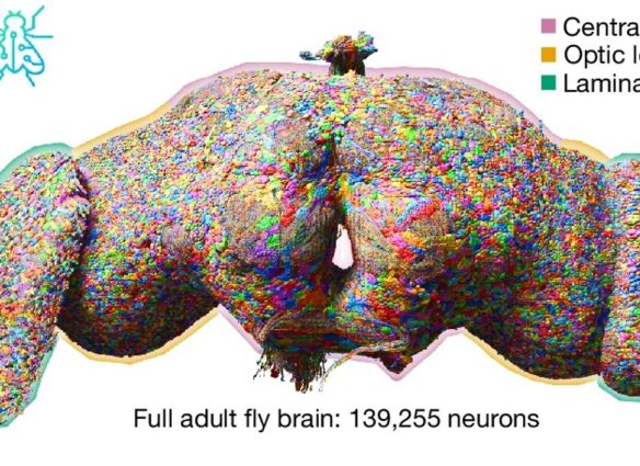 mapa de neuronas