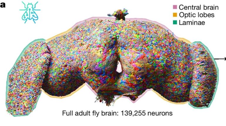 mapa de neuronas