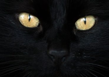 gato negro