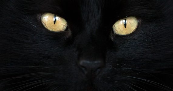 gato negro