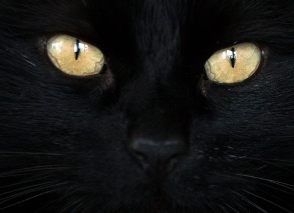 gato negro