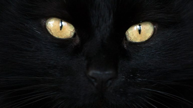 gato negro