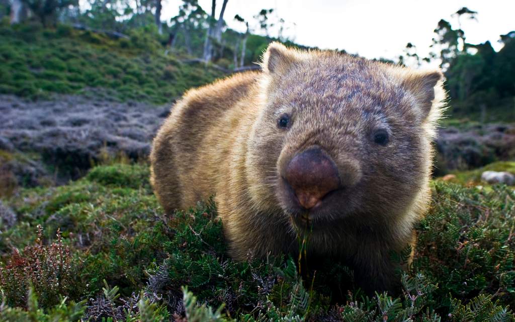 Wombats: Estos tiernos animales podrían volverse “letales” por estas razones