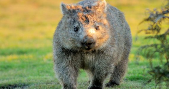 Wombats: Estos tiernos animales podrían volverse “letales” por estas razones