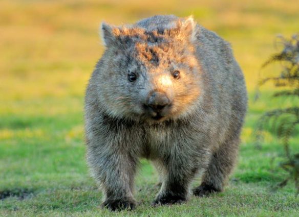 Wombats: Estos tiernos animales podrían volverse “letales” por estas razones