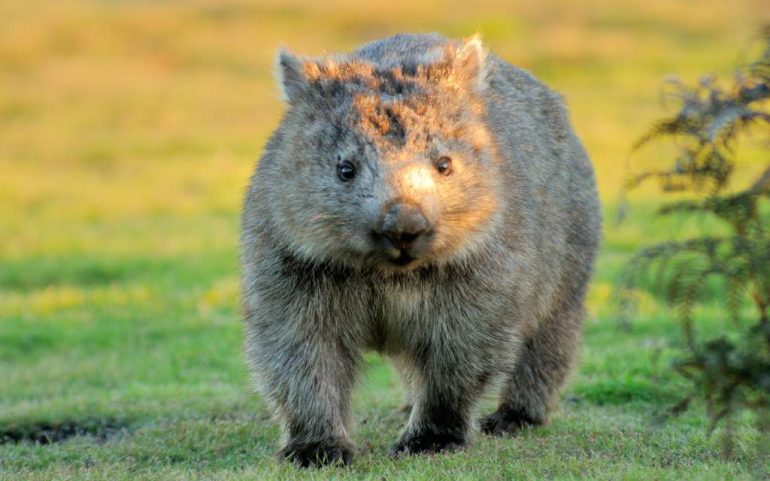 Wombats: Estos tiernos animales podrían volverse “letales” por estas razones