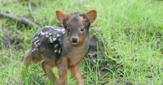 pudú