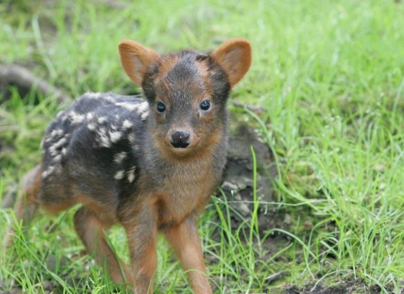 pudú