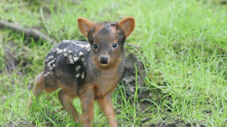 pudú