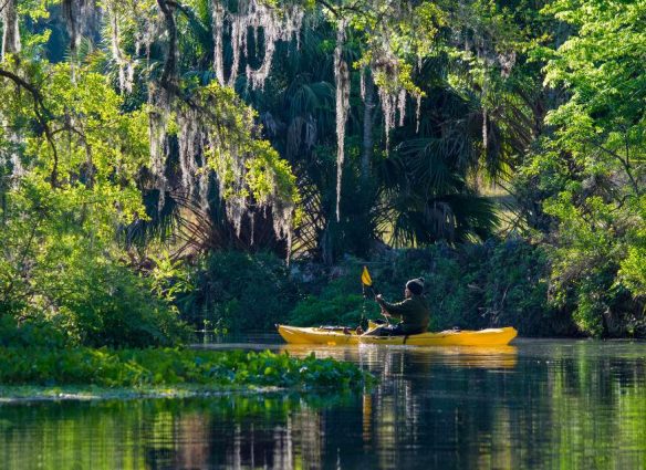 Bosque Nacional Ocala, un paraíso de 600 lagos y manantiales en Florida