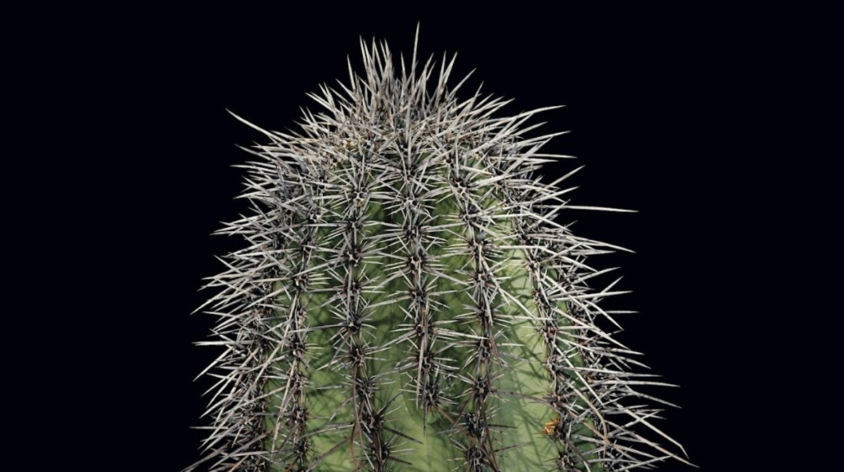 Cactus