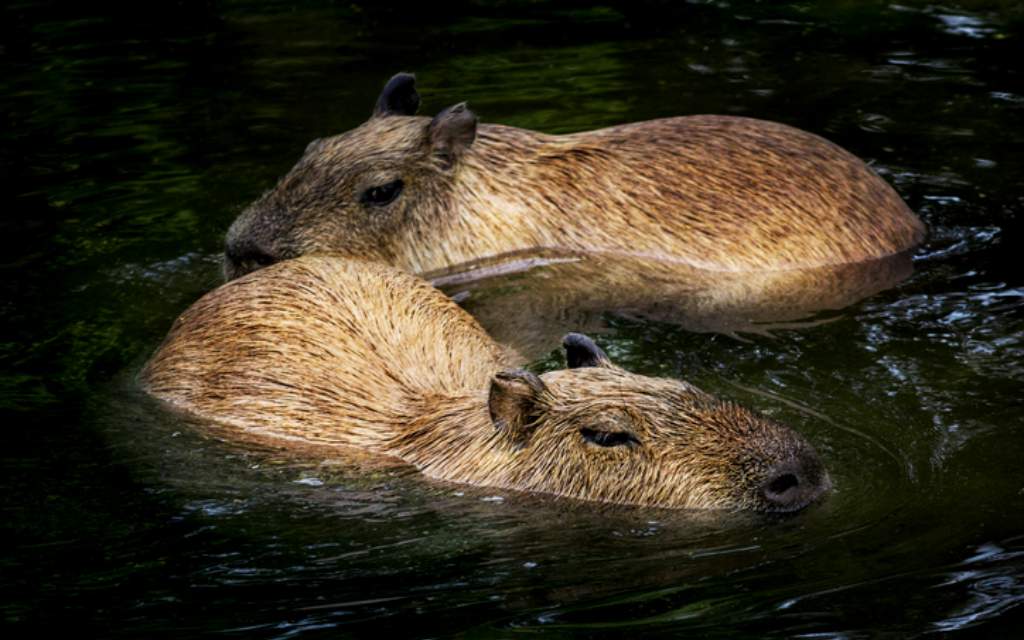 Parques y reservas donde puedes observar y convivir con capibaras