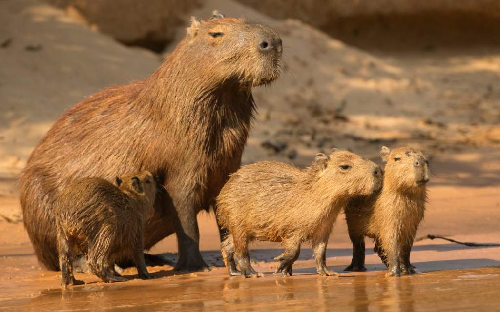 Parques y reservas donde puedes observar y convivir con capibaras