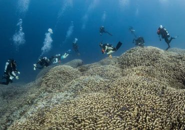 coral más grande del mundo