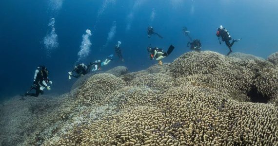 coral más grande del mundo