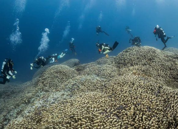 coral más grande del mundo