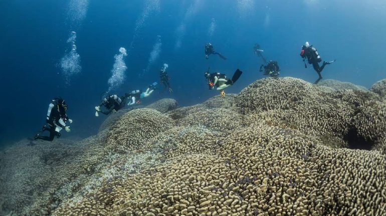 coral más grande del mundo