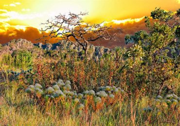 El Cerrado, la impresionante sabana brasileña que debes conocer antes de que desaparezca