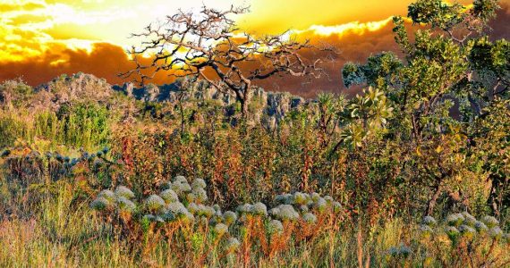 El Cerrado, la impresionante sabana brasileña que debes conocer antes de que desaparezca